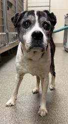 Shelter Stray Female Dog last seen Verity Pkway near Family Dollar, Middletown, OH, 1820 Princeton Rd, Hamilton, OH 45011, USA