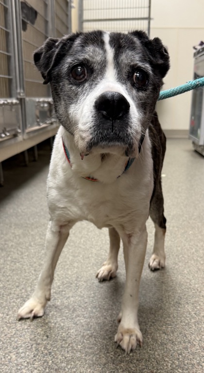 Shelter Stray Female Dog last seen Verity Pkway near Family Dollar, Middletown, OH, 1820 Princeton Rd, Hamilton, OH 45011, USA