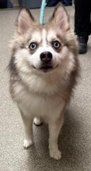 Shelter Stray Male Dog last seen Southern Hills Blvd, Hamilton, OH, 1820 Princeton Rd, Hamilton, OH 45011, USA