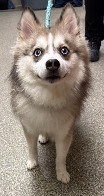 Shelter Stray Male Dog last seen Southern Hills Blvd, Hamilton, OH, 1820 Princeton Rd, Hamilton, OH 45011, USA