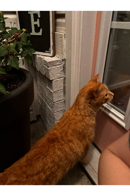 Shelter Stray Male Cat last seen US-32 and Oak Ridge Rd, Lost/Found, IN, 10501 Hague Rd, Fishers, IN 46038, USA
