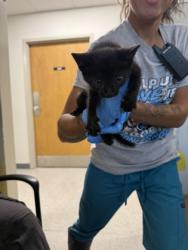 Shelter Stray Female Cat last seen Brookshires Mansfiled Rd, Caddo Parish, LA, 1500 Monty St, Shreveport, LA 71107, USA