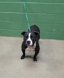 Shelter Stray Male Dog last seen Near Mountain Creek Church Rd, 29626, Anderson County, SC, 1320 US-29, Anderson, SC 29626, USA