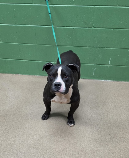 Shelter Stray Male Dog last seen Near Mountain Creek Church Rd, 29626, Anderson County, SC, 1320 US-29, Anderson, SC 29626, USA