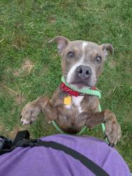 Shelter Stray Male Dog last seen Near Lorain, 2nd District, OH, 9203 Detroit Ave, Cleveland, OH 44102, USA