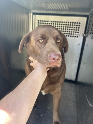Shelter Stray Female Dog last seen Near Block Of Holley st, EVERMAN, TX, 3961 Bluebell Dr, Everman, TX 76140, USA