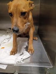 Shelter Stray Male Dog last seen Near Lakewood Terrace SE, Atlanta, GA, 1251 Fulton Industrial Blvd NW, Atlanta, GA 30336, USA