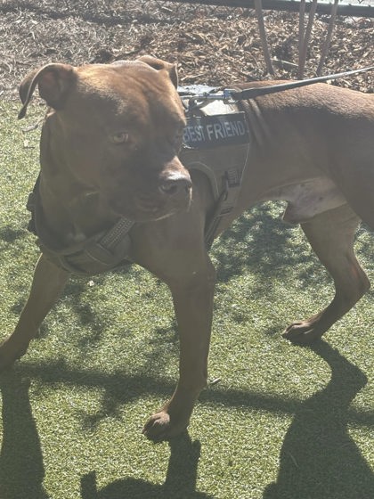 Shelter Stray Male Dog last seen Near Eighth Street, East Point, GA, 1251 Fulton Industrial Blvd NW, Atlanta, GA 30336, USA