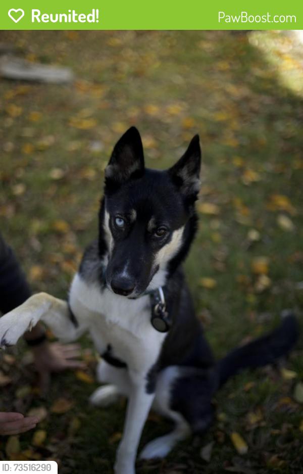 Reunited Female Dog last seen Yukon Ave, Tulsa, OK 74127
