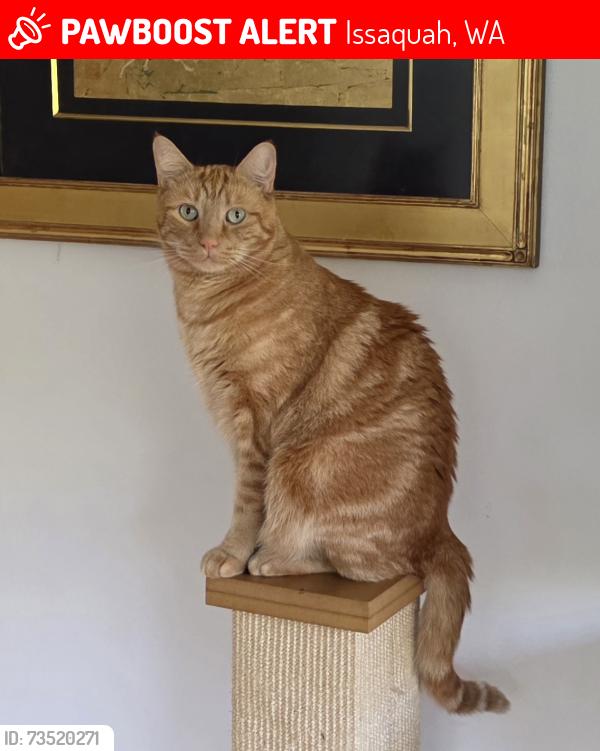 Lost Male Cat last seen Wildwood Blvd SW Issaquah, Wa, Issaquah, WA 98027