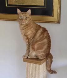 Lost Male Cat last seen Wildwood Blvd SW Issaquah, Wa, Issaquah, WA 98027