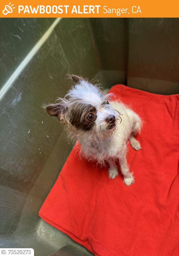 Found/Stray Male Dog last seen North Avenue/Bethel Ave, Sanger, CA 93657