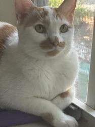 Lost Female Cat last seen Possibly at next door neighbors. Mines is 27316, Newberry, FL 32669