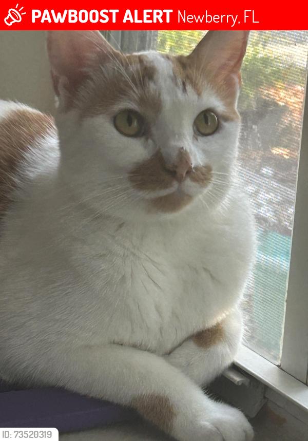 Lost Female Cat last seen Possibly at next door neighbors. Mines is 27316, Newberry, FL 32669