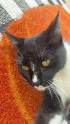 Lost Male Cat last seen Jim Warren, Spring Hill, TN 37174