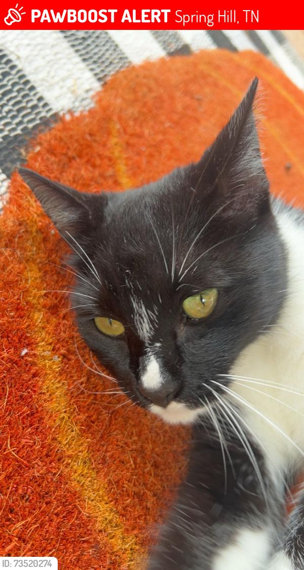 Lost Male Cat last seen Jim Warren, Spring Hill, TN 37174
