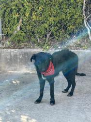 Found/Stray Male Dog last seen In the Exxon Gas Station, Conroe, TX 77304