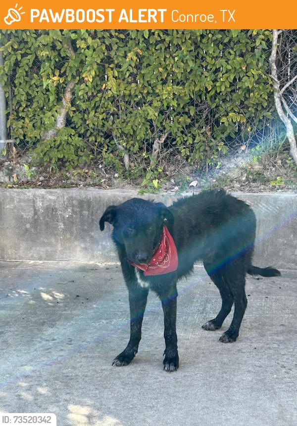 Found/Stray Male Dog last seen In the Exxon Gas Station, Conroe, TX 77304