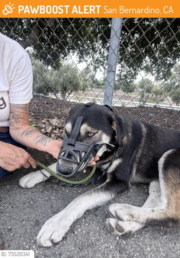 Found/Stray Male Dog last seen Near freeway onramp, San Bernardino, CA 92405