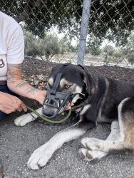 Found/Stray Male Dog last seen Near freeway onramp, San Bernardino, CA 92405