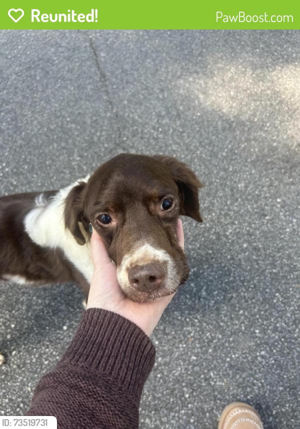 Reunited Female Dog last seen Dunwoody Club Forest, Dunwoody, GA 30338