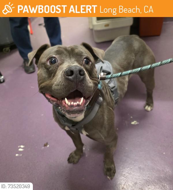 Found/Stray Female Dog last seen Near BLK CHESTNUT AVE, LONG BEACH, CA 90805, Long Beach, CA 90805