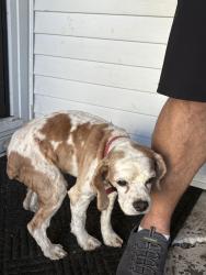 Found/Stray Male Dog last seen 3rd Street and New Cut, Louisville, KY 40214