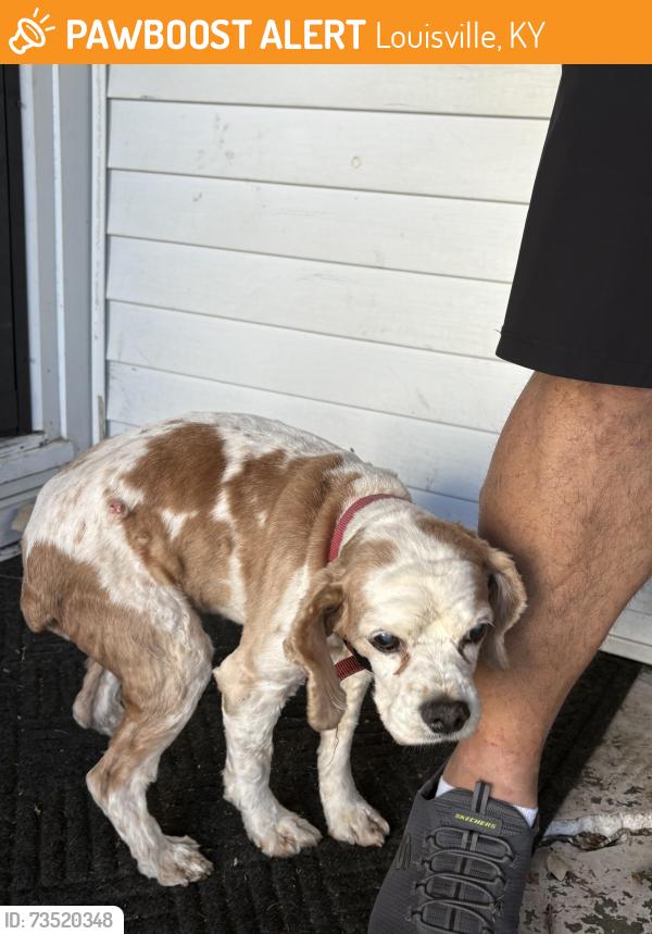 Found/Stray Male Dog last seen 3rd Street and New Cut, Louisville, KY 40214