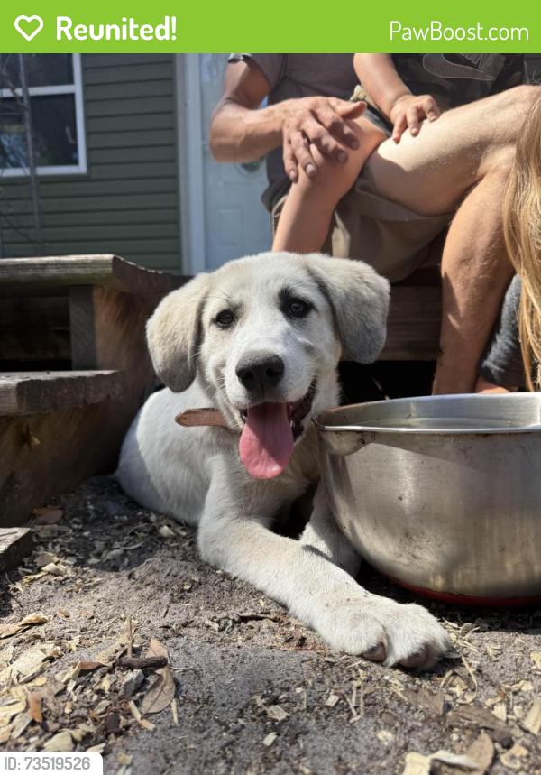 Reunited Female Dog last seen Hamilton, Dunnellon, FL 34433