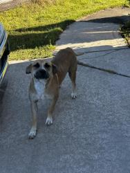 Found/Stray Female Dog last seen Heathwood Drive, Bibb County, GA 31206