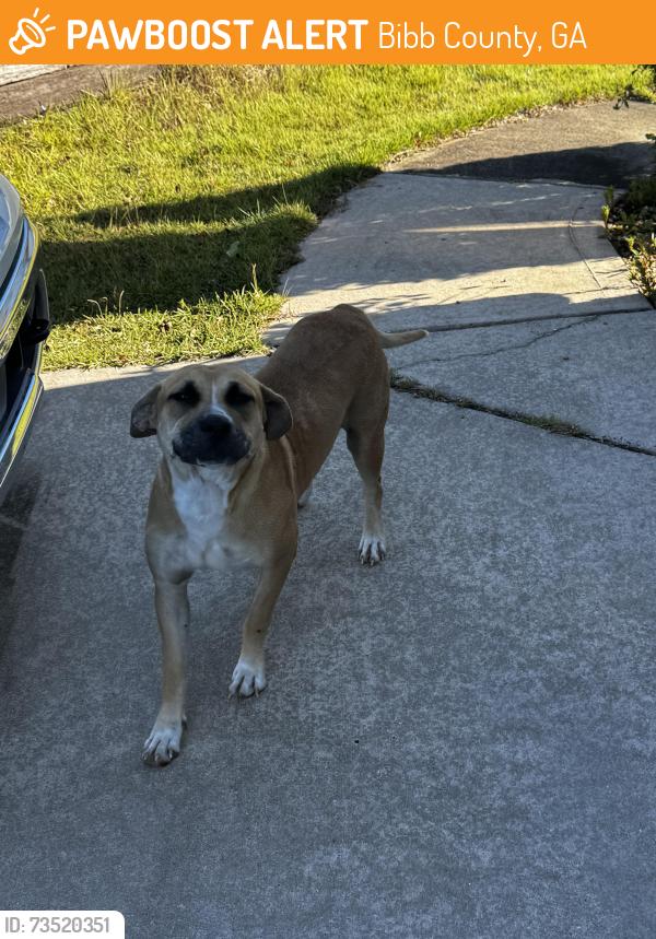 Found/Stray Female Dog last seen Heathwood Drive, Bibb County, GA 31206