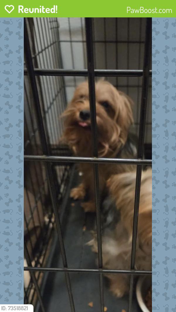 Reunited Male Dog last seen Fairfax & pacific, San Bernardino, CA 92404
