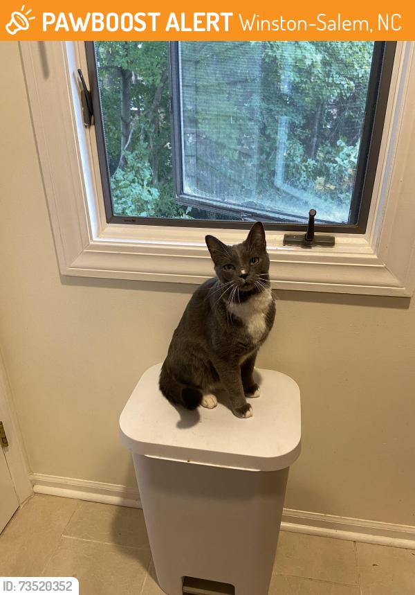 Found/Stray Unknown Cat last seen Country Club Road, Winston-Salem, NC 27104