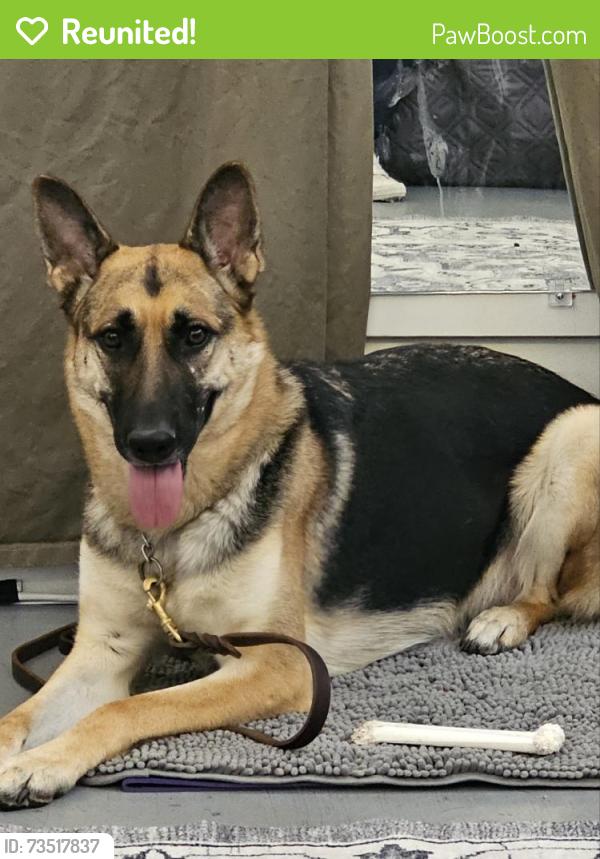 Reunited Female Dog last seen She bolted from the parking lot off town center loop, by Bulwinkles and Les Schwab but was seen north by Target, Wilsonville, OR 97070