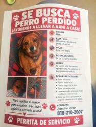 Lost Female Dog last seen Near van nuys and parthenia, Los Angeles, CA 91402