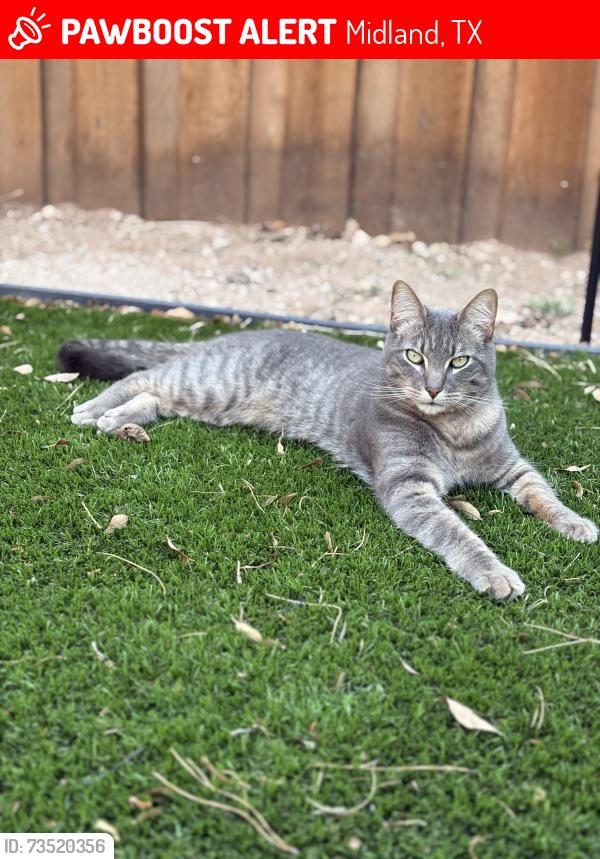 Lost Male Cat last seen Trinity Park, Midland, TX 79707