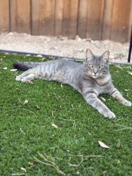 Lost Male Cat last seen Trinity Park, Midland, TX 79707