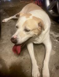 Reunited Male Dog last seen 61st and Lynn Lane, Broken Arrow, OK 74012