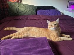 Shelter Stray Male Cat last seen Near State Highway 65, Unincorporated Salt Lake County, UT, 84108, 511 W 3900 S, Salt Lake City, UT 84123, USA