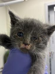 Shelter Stray Male Cat last seen SE 60th and SE Duke, OR, 1700 W Historic Columbia River Hwy, Troutdale, OR 97060, USA
