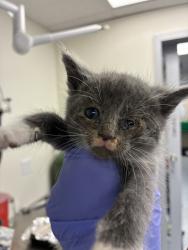 Shelter Stray Unknown Cat last seen SE 60th and SE Duke, 1700 W Historic Columbia River Hwy, Troutdale, OR 97060, USA