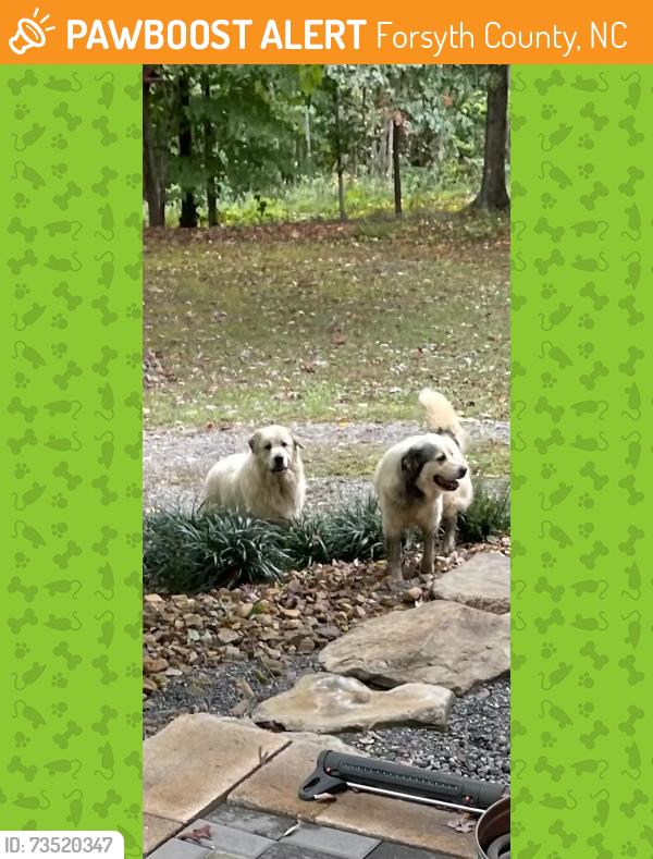 Found/Stray Unknown Dog last seen Beroth Rd and Yadkinville Rd, Forsyth County, NC 27040
