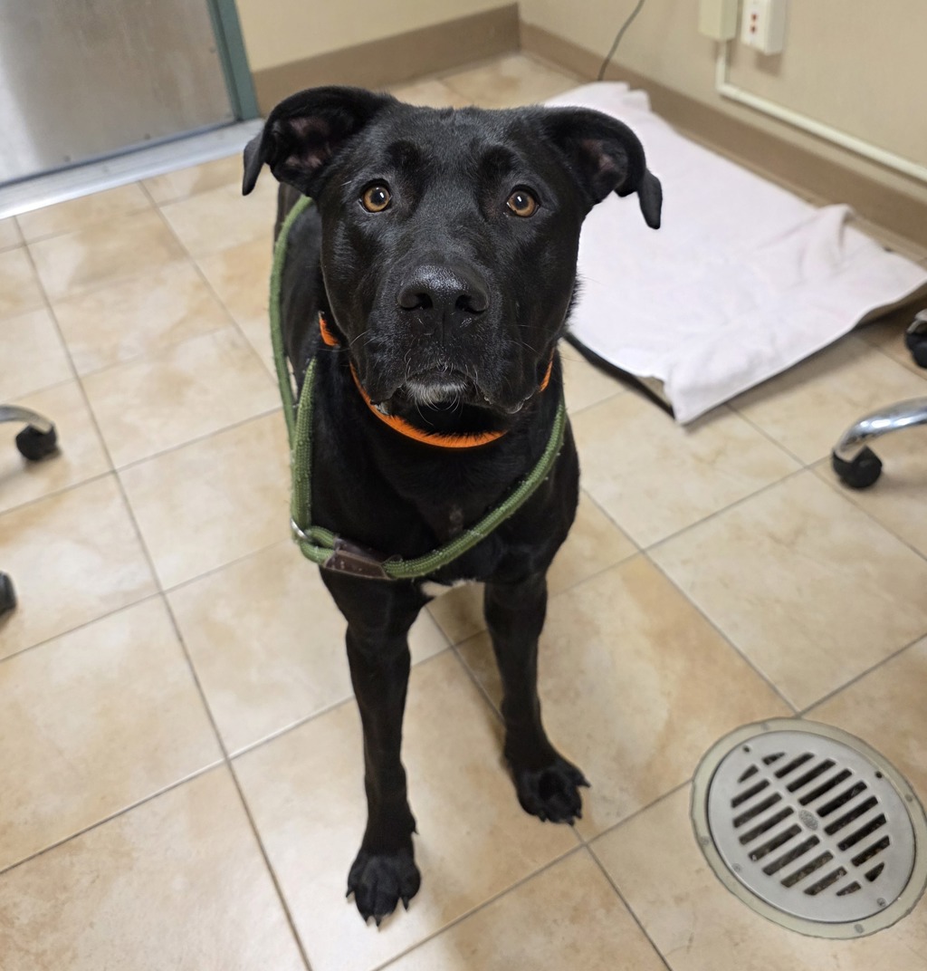 Shelter Stray Male Dog last seen NE 91st & Eugene, PORTLAND, OR, 97220, 1700 W Historic Columbia River Hwy, Troutdale, OR 97060, USA