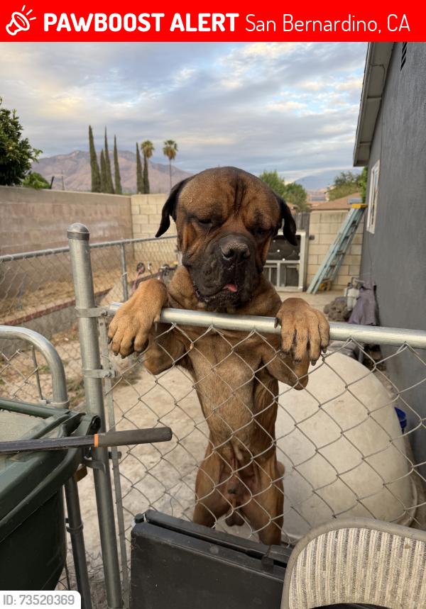 Lost Male Dog last seen Spiecher Park, San Bernardino, CA 92404