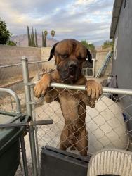 Lost Male Dog last seen Spiecher Park, San Bernardino, CA 92404