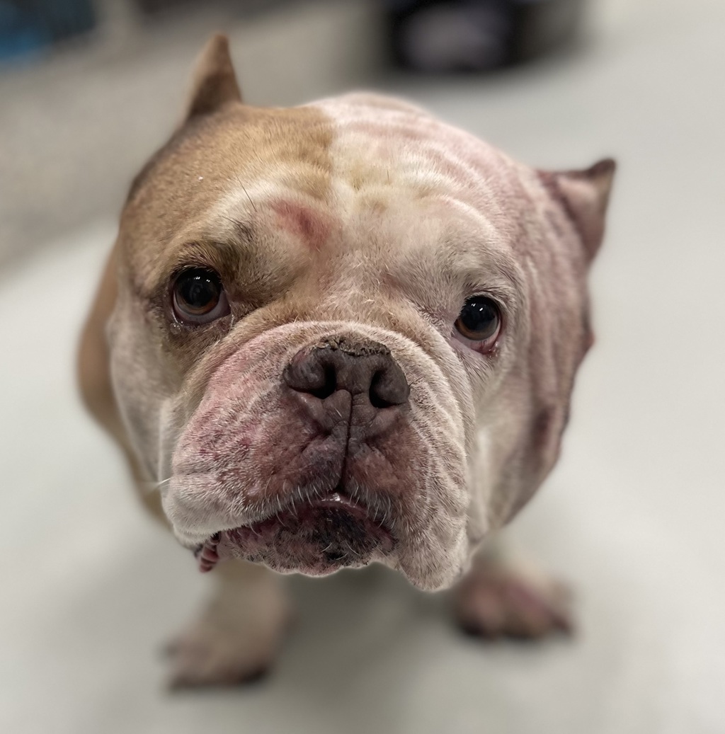 Shelter Stray Female Dog last seen W 44th Ave & Jay St, Wheat Ridge, CO, 80033, 580 McIntyre St, Golden, CO 80401, USA