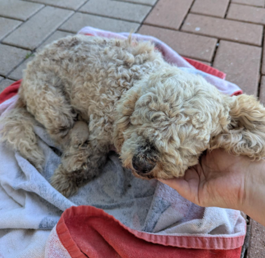Shelter Stray Female Dog last seen Near Valerie'S Cove, PFLUGERVILLE, TX, 78660, 7201 Levander Loop bldg a, Austin, TX 78702, USA