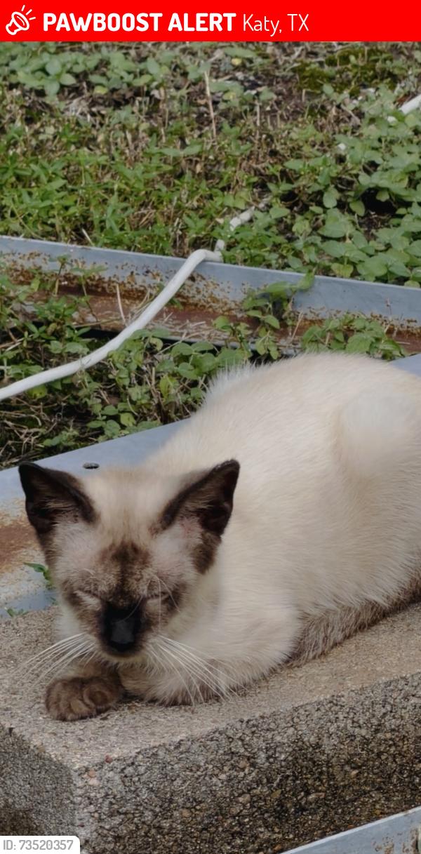 Lost Male Cat last seen Canyon red and indian ridge Kary tx, Katy, TX 77450