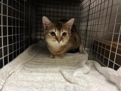 Shelter Stray Female Cat last seen Near Campina Crossing, DEL VALLE, TX, 78617, 7201 Levander Loop bldg a, Austin, TX 78702, USA