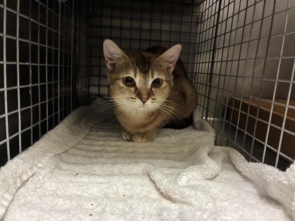 Shelter Stray Female Cat last seen Near Campina Crossing, DEL VALLE, TX, 78617, 7201 Levander Loop bldg a, Austin, TX 78702, USA